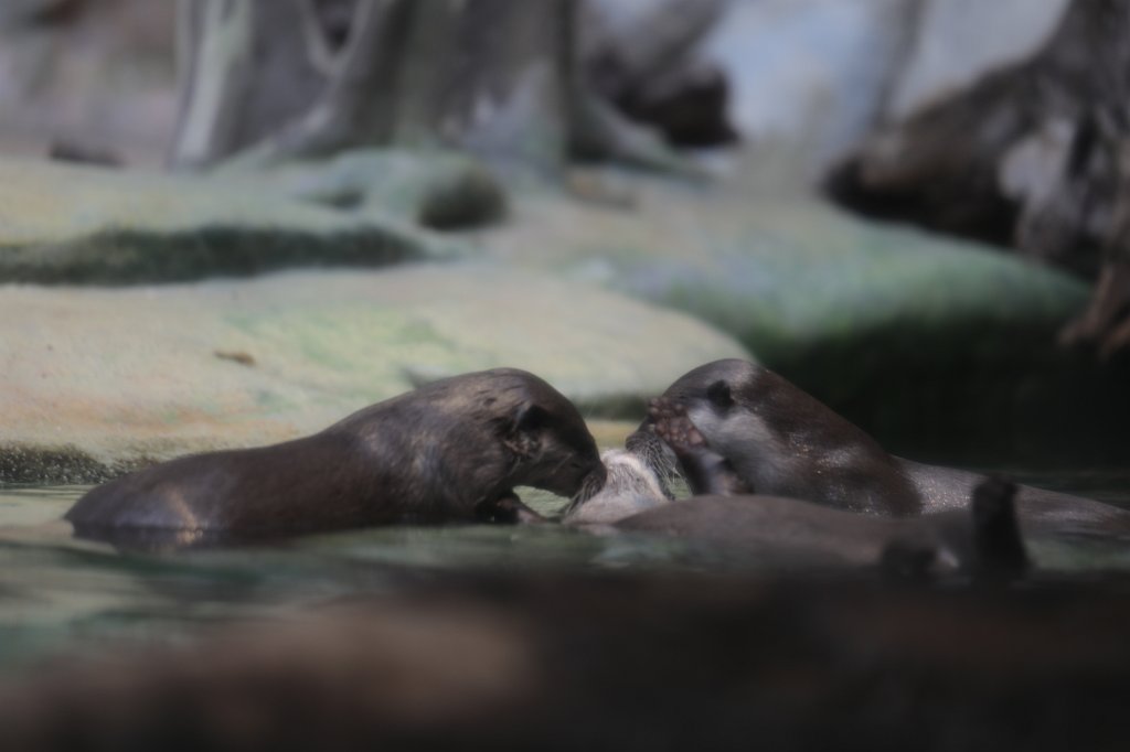 574B8994.JPG -  Asian small-clawed otter  ( Zwergotter )