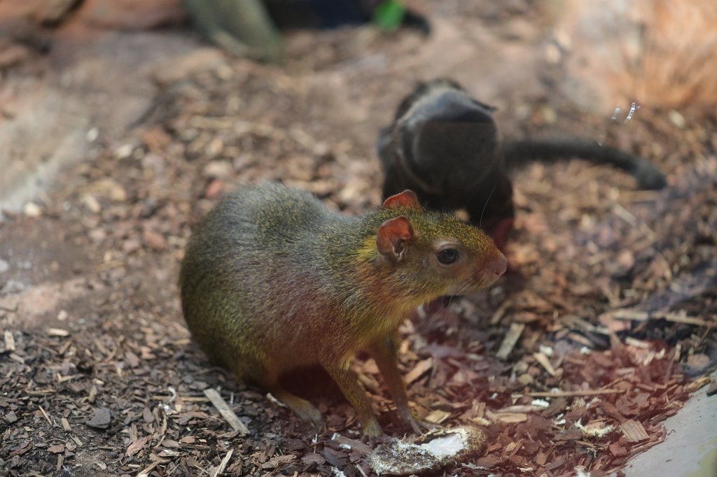 574B9002.JPG -  Green acouchi  ( Zwergaguti )