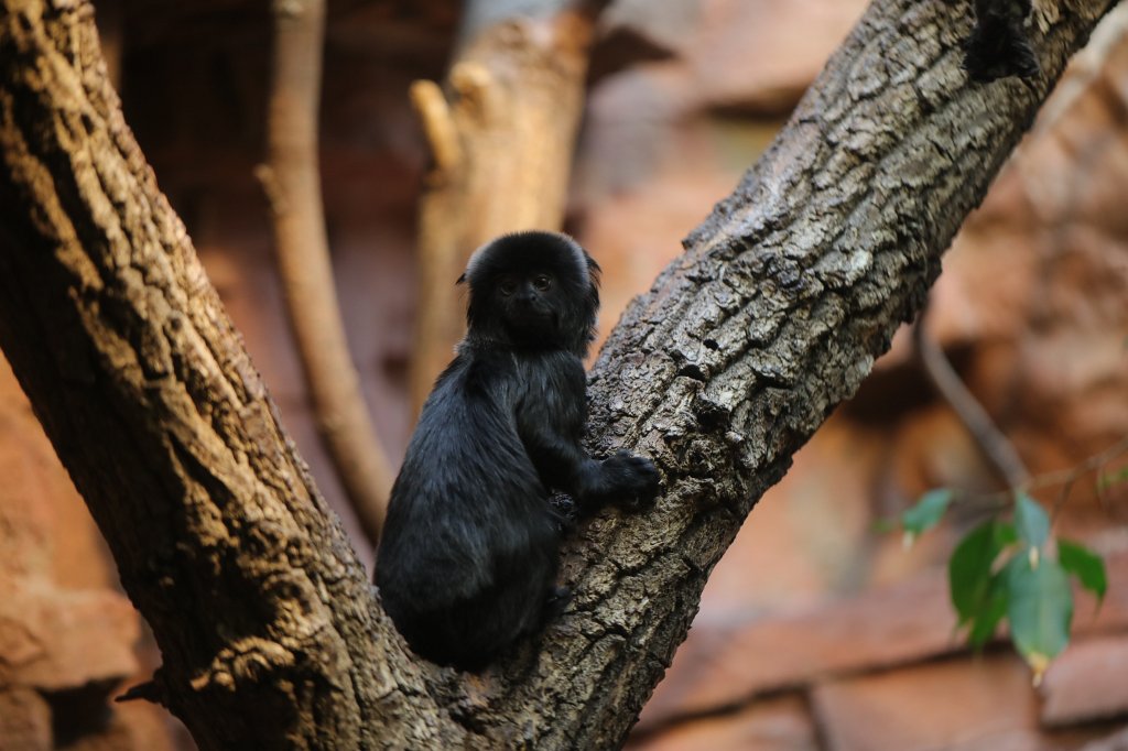 574B9007.JPG -  Goeldi's marmoset  ( Springtamarin )