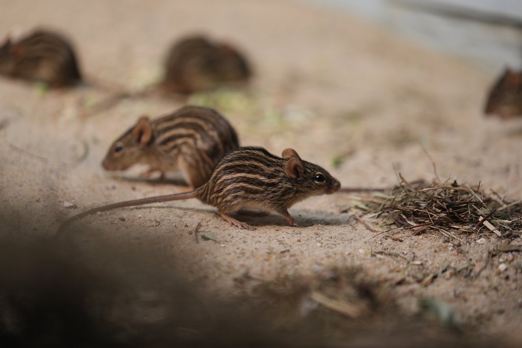 574B9014.JPG -  Striped grass mouse  ( Streifengrasmäuse )