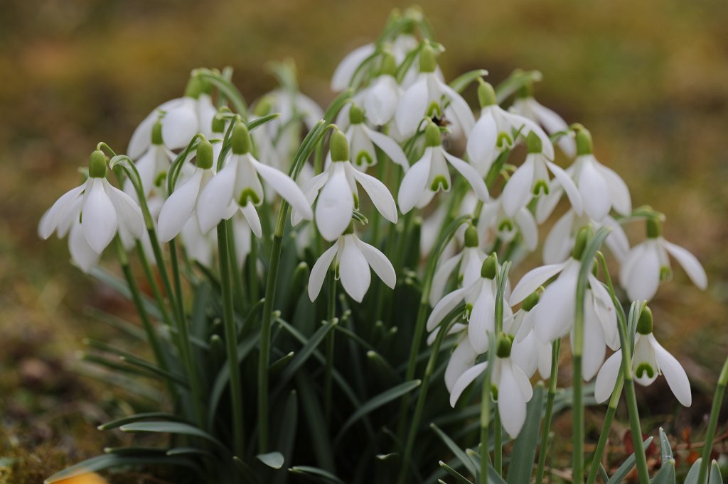 574B8658.JPG -  Snowdrop  ( Schneeglöckchen )