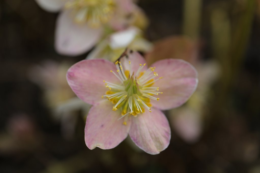 574B8667.JPG -  Christmas rose  ( Christrose )