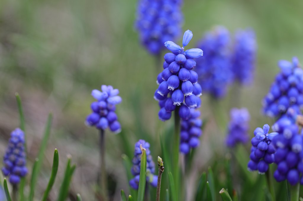 574B9031.JPG -  Grape hyacinth  ( Traubenhyazinthen )