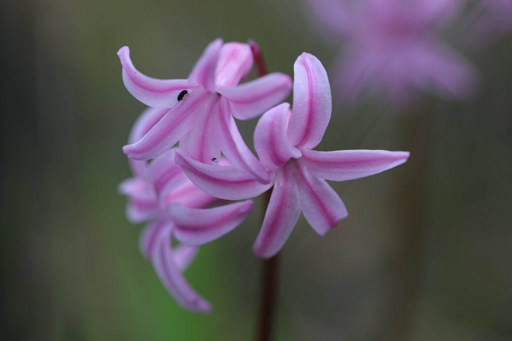 574B9035.JPG -  Hyacinth  ( Hyazinth )