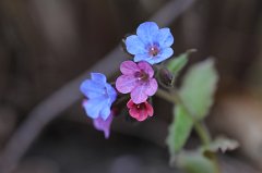 Lungwort