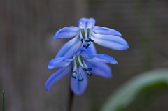 Scilla