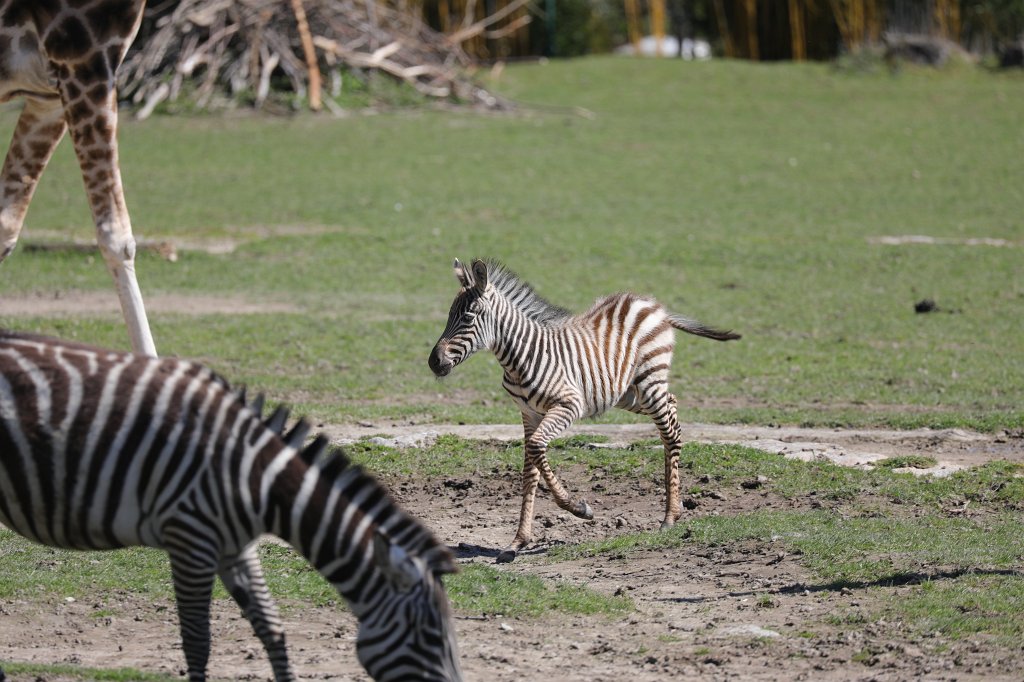 574B9083.JPG -  Grant's zebra  ( Böhm-Zebra )