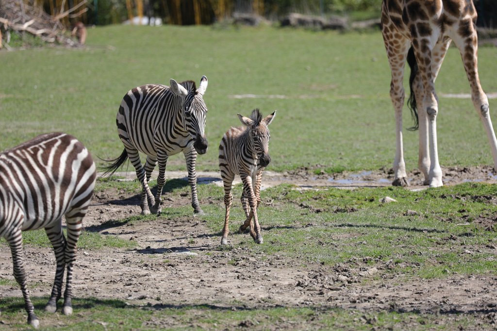 574B9089.JPG -  Grant's zebra  ( Böhm-Zebra )