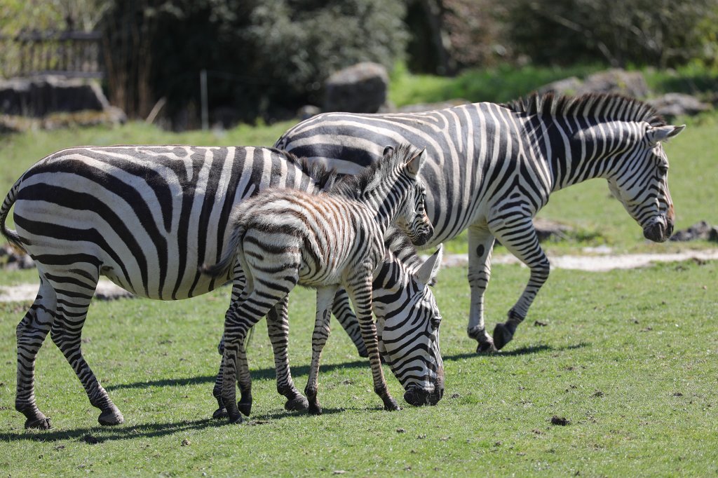 574B9108.JPG -  Grant's zebra  ( Böhm-Zebra )