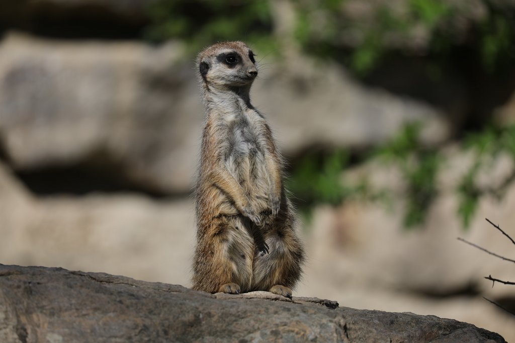 574B9148.JPG -  Meerkat  ( Erdmännchen )