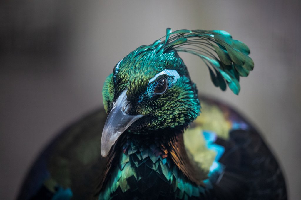 574B9188_c.jpg -  Himalayan monal  ( Himalaya-Glanzfasan )