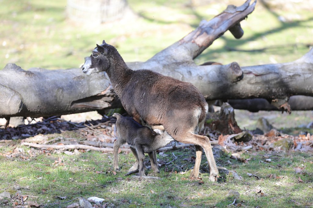574B9193.JPG -  Mouflon  lamb ( Mufflonlamm )