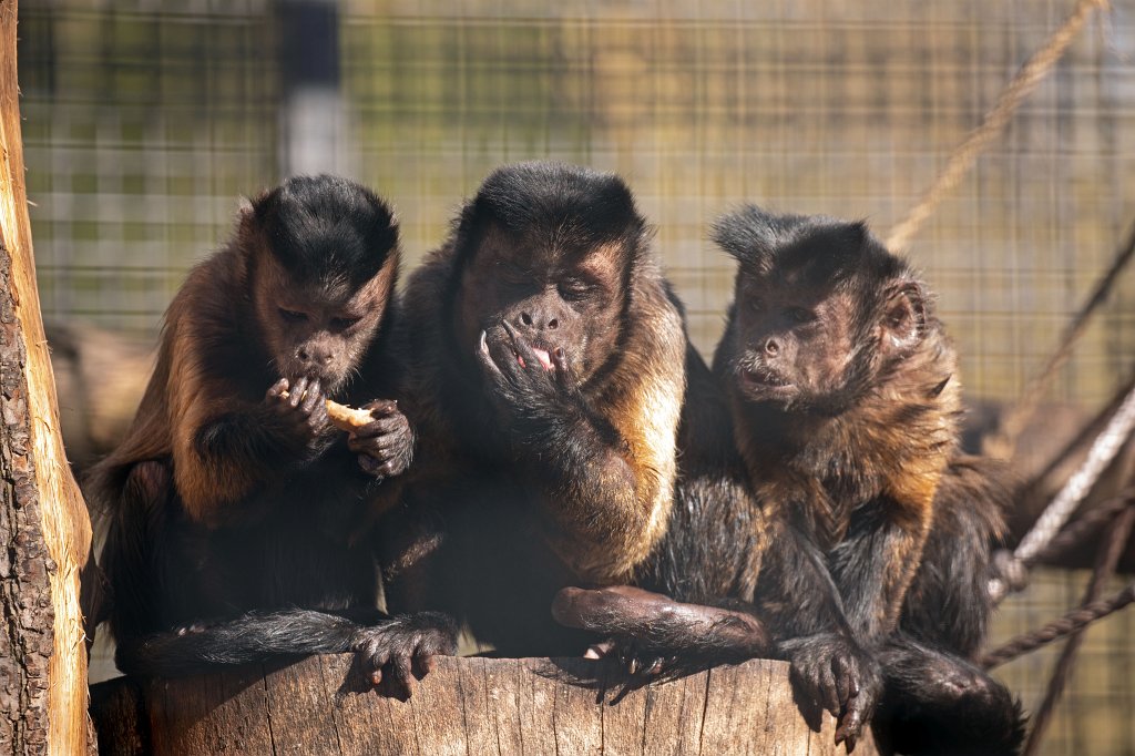 574B9227_c.jpg -  Black capuchins  ( Schwarze Kapuziner )