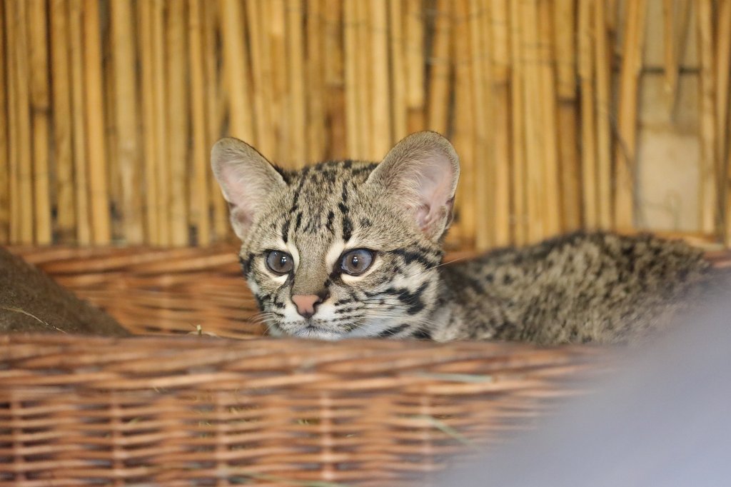 574B9228.JPG -  Geoffroy's cat  ( Kleinfleckkatze )