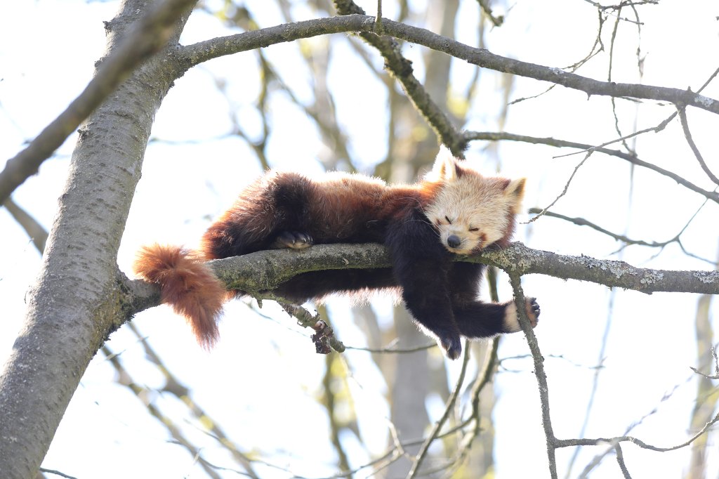 574B9242.JPG -  Red panda  ( Kleiner Panda )