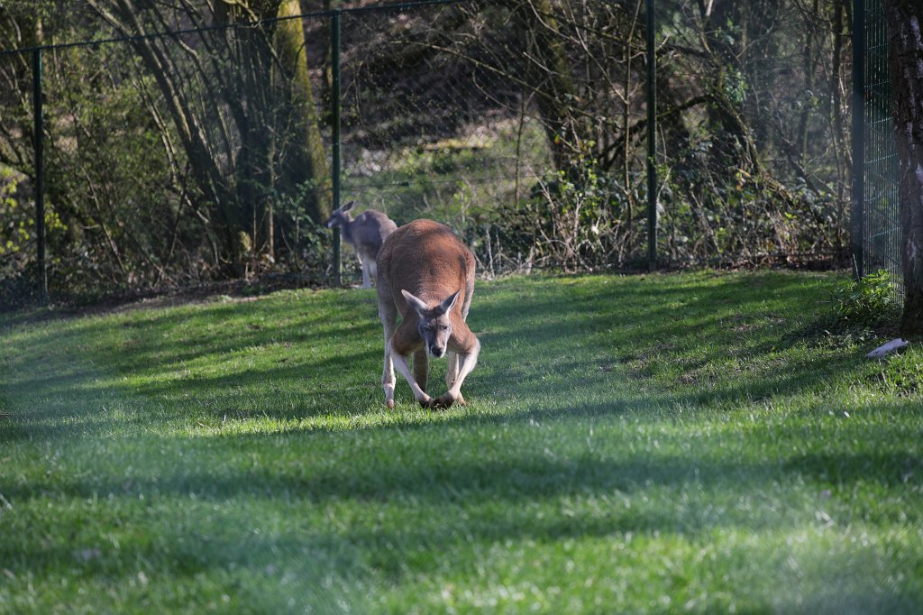 574B9248.JPG -  Red kangaroo  ( Rotes Riesenkänguru )