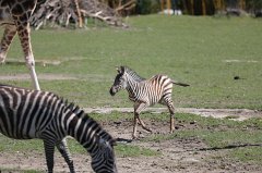 Zebrafohlen