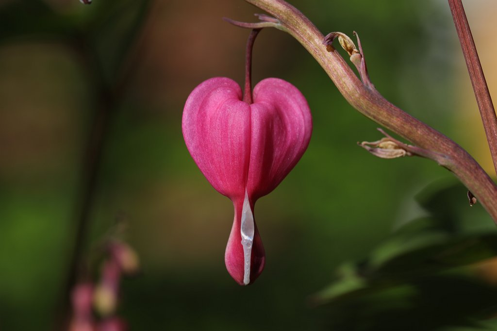 574B9270.JPG -  Bleeding Heart  ( Tränendes Herz )