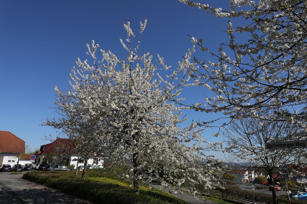 574B9279.JPG - White blossoms