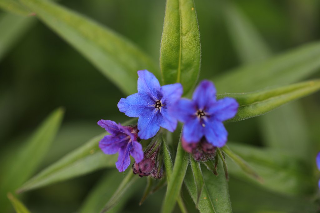 574B9305.JPG -  Purple gromwell  ( Blauroter Steinsame )