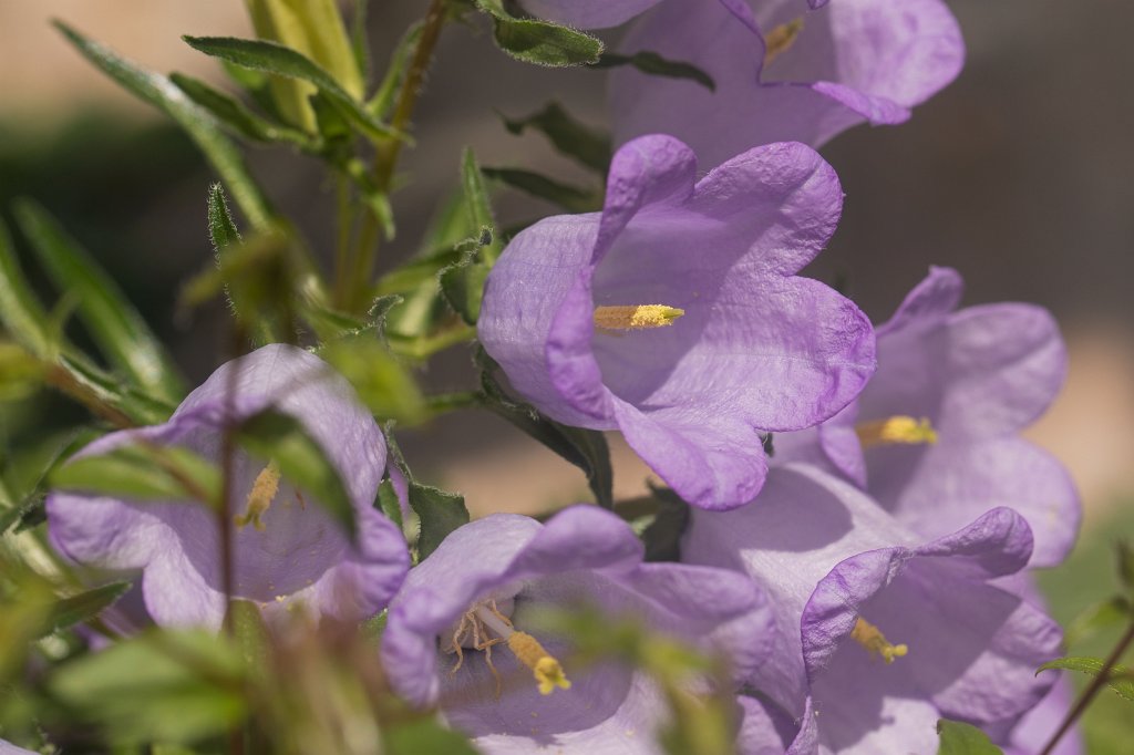 574B9309_c.jpg -  Campanula  ( Glockenblumen )