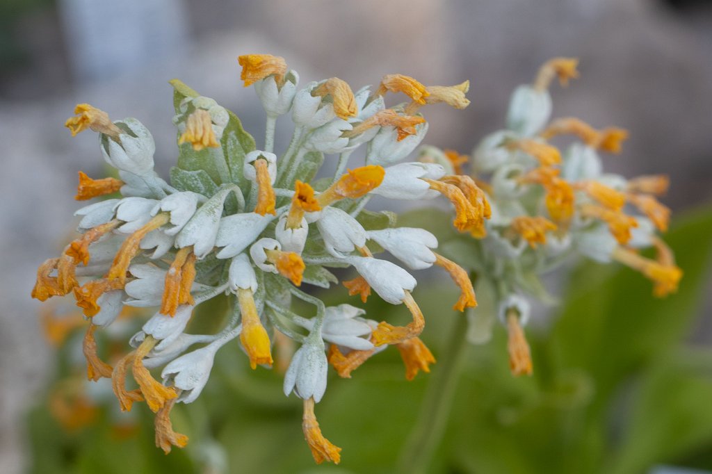 574B9310_c.jpg -  Primula  palinuri (Palinuri- Primel )