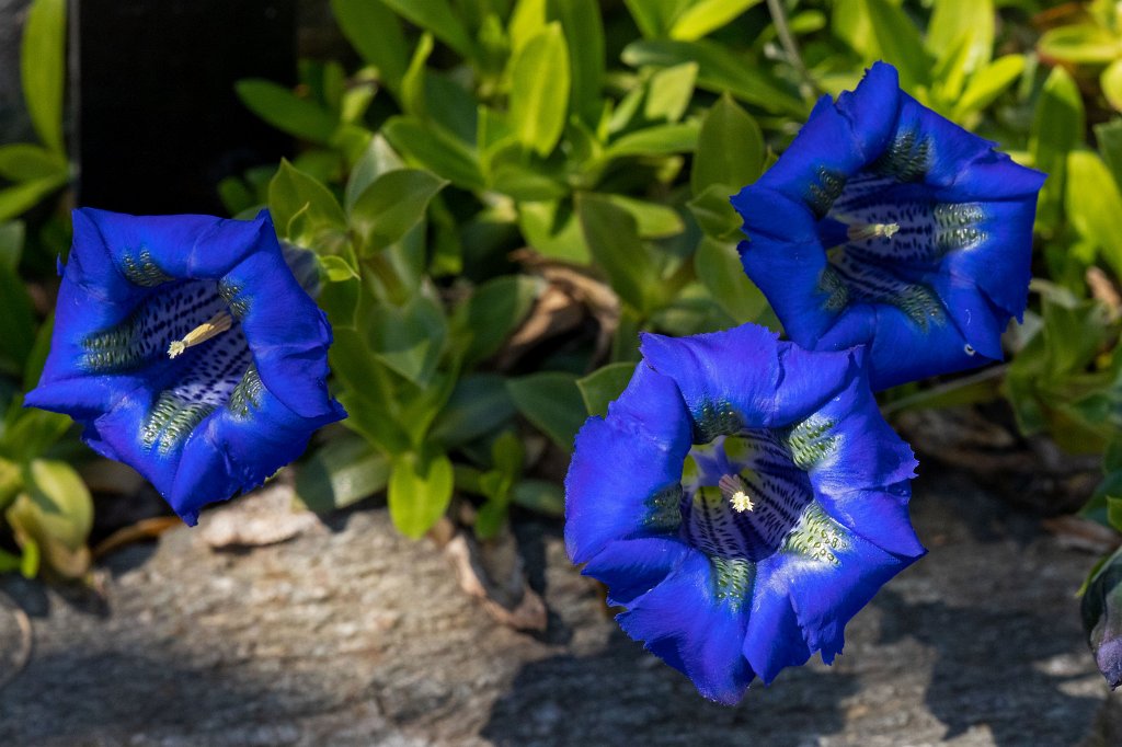 574B9317_c.jpg -  Gentiana acaulis  ( Kochscher Enzian )