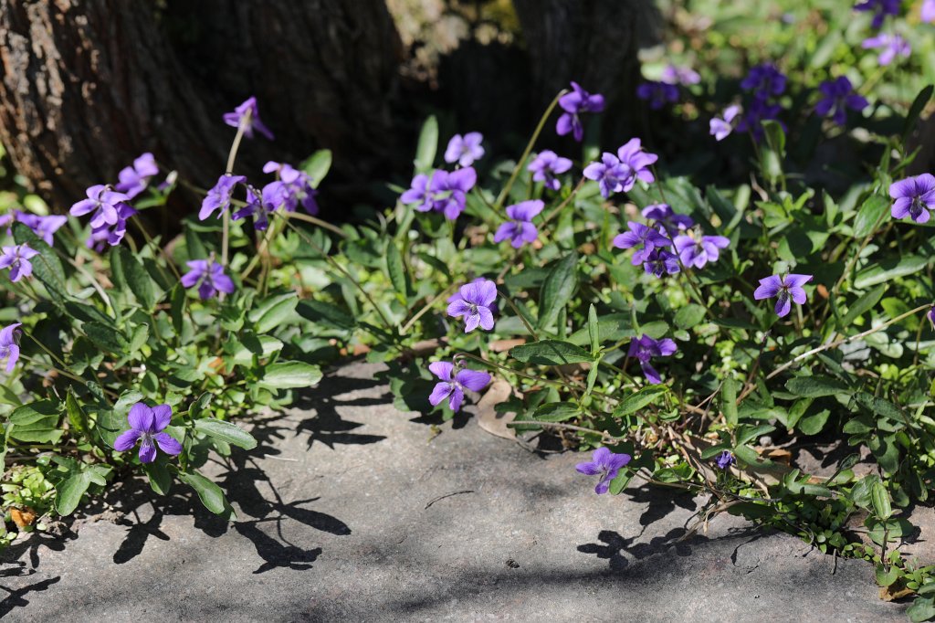 574B9328.JPG - Flowers