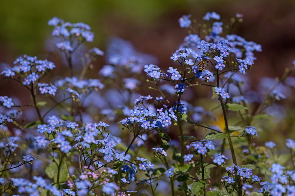 574B9341_c.jpg -  Great forget-me-not  ( Kaukasusvergissmeinnicht )