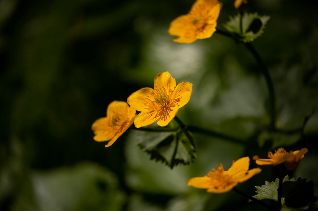 574B9363_c.jpg -  Marsh-marigold  ( Sumpfdotterblume )