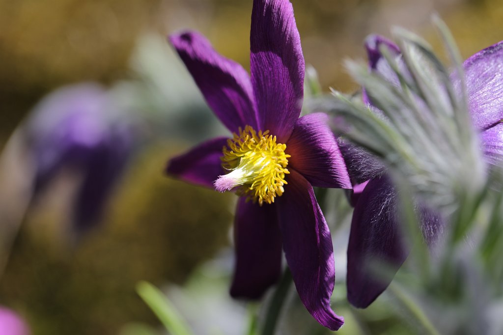 574B9373.JPG -  Pulsatilla vulgaris  ( Kuhschelle )