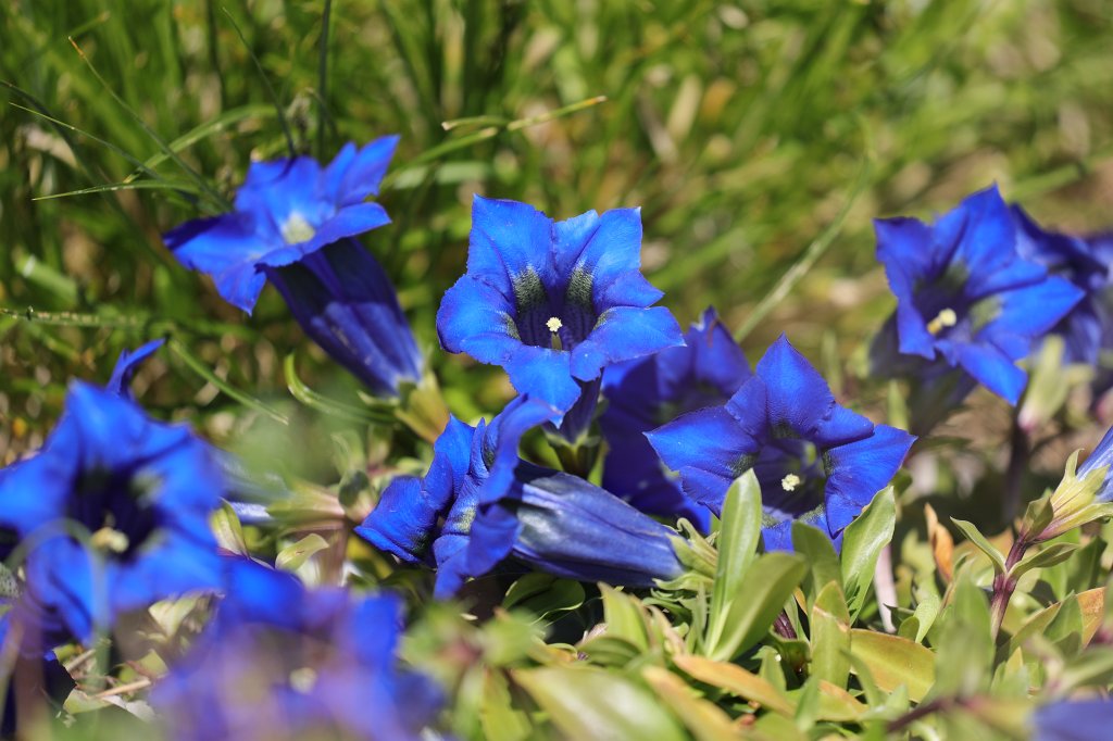 574B9375.JPG - Gentiana occidentalis