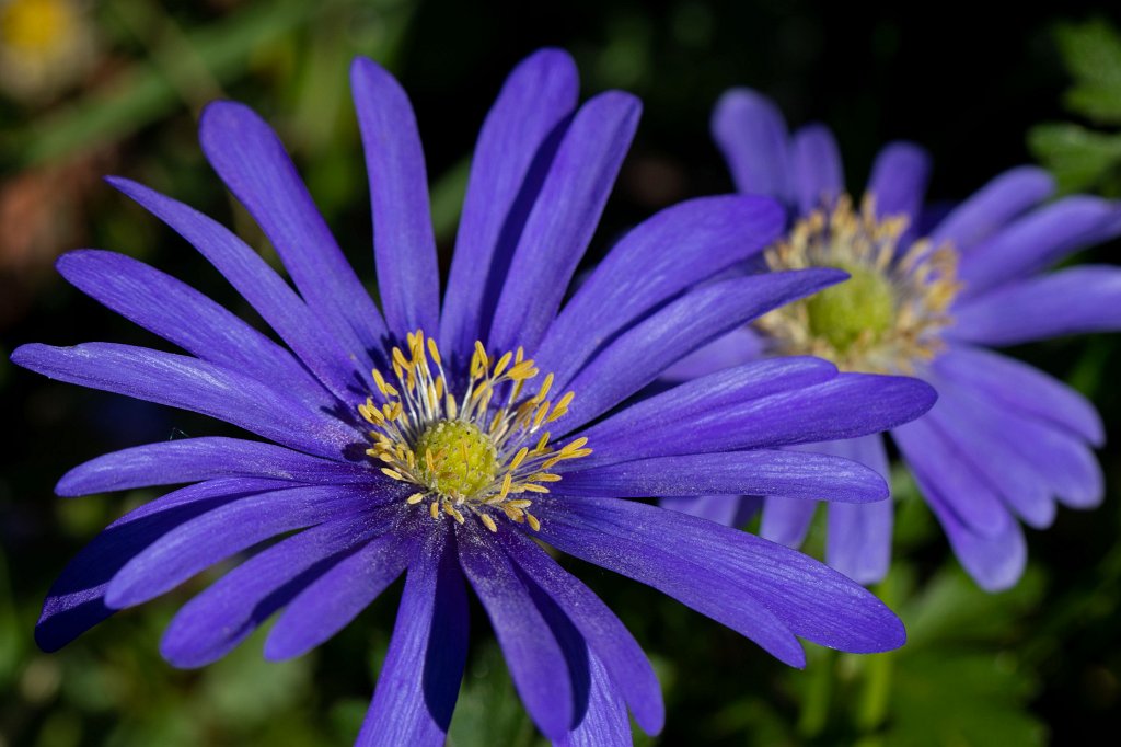 574B9412_c.jpg - Daisy (Aster)