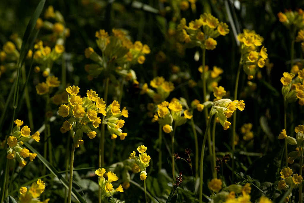 574B9433_c.jpg -  Cowslip  ( Schlüsselblume )