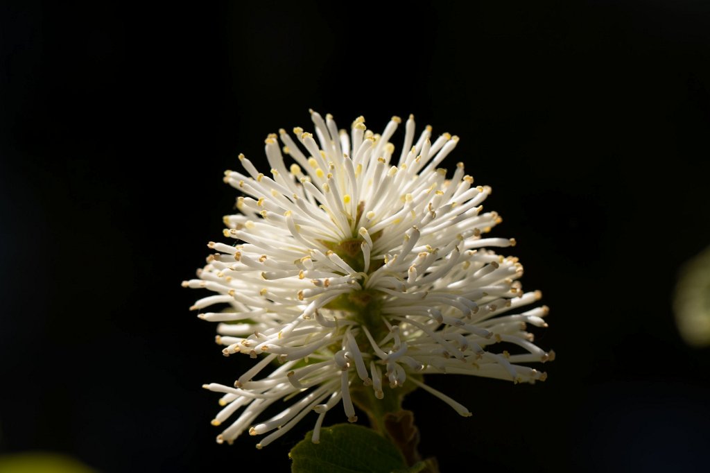 574B9438_c.jpg -  Fothergilla major  (Großer  Federbuschstrauch )