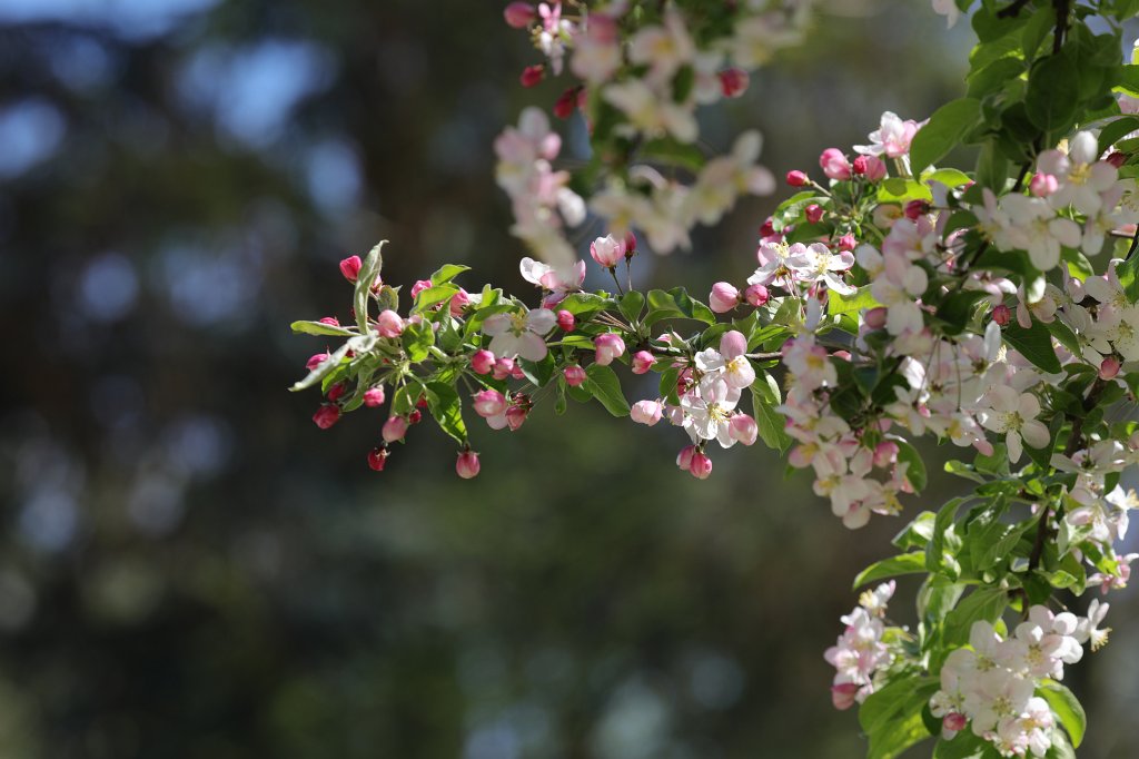 574B9445.JPG - Blooming