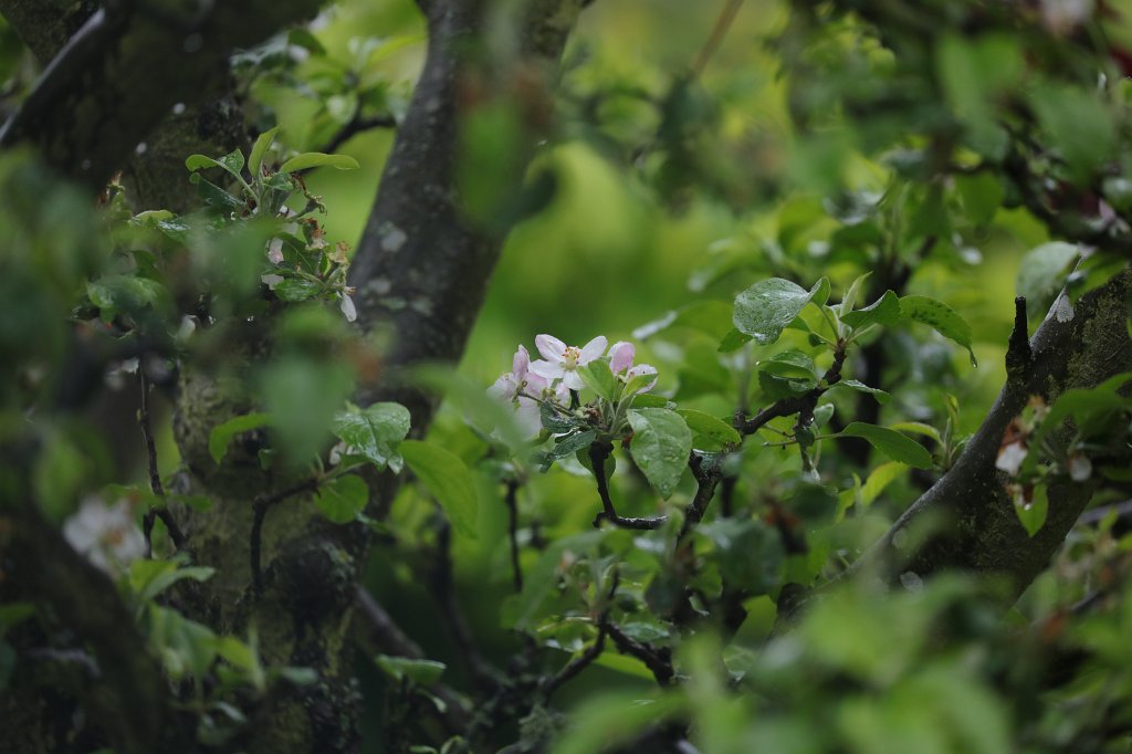 574B9582.JPG -  Apple  flower ( Apfelblüte )