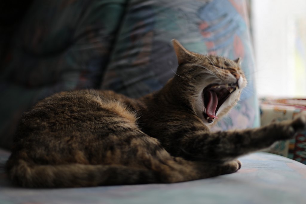574B9584.JPG - Enjoying a rainy day on the sofa