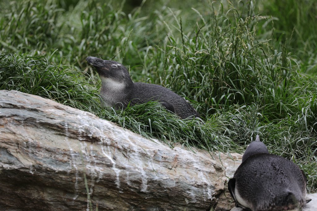 574B9767.JPG -  African penguin  ( Brillenpinguin )