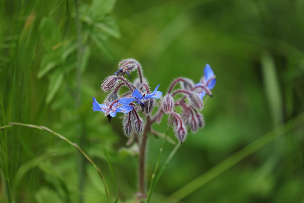 574B9814.JPG - Flower