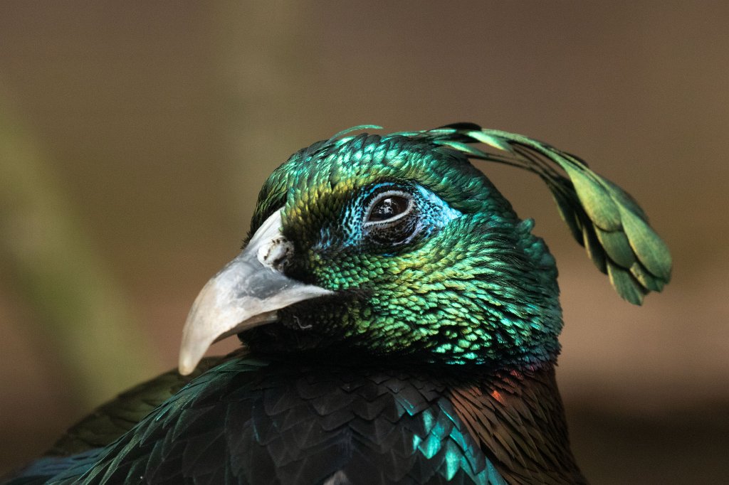 574B9820_c.jpg -  Himalayan monal  ( Himalaya-Glanzfasan )