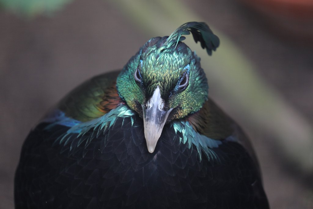 574B9823.JPG -  Himalayan monal  ( Himalaya-Glanzfasan )