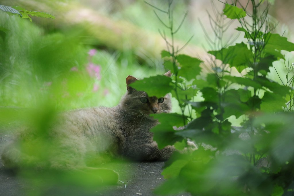 574B9834.JPG -  European wildcat  ( Europäische Wildkatze )
