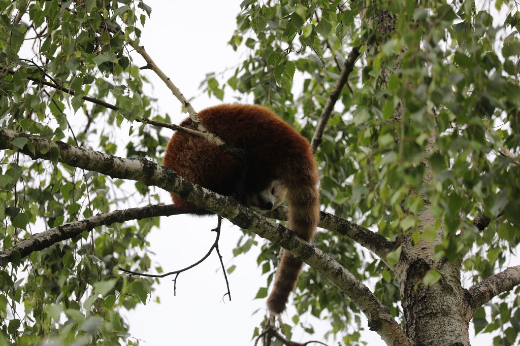 574B9855.JPG -  Red panda  ( Kleiner Panda )