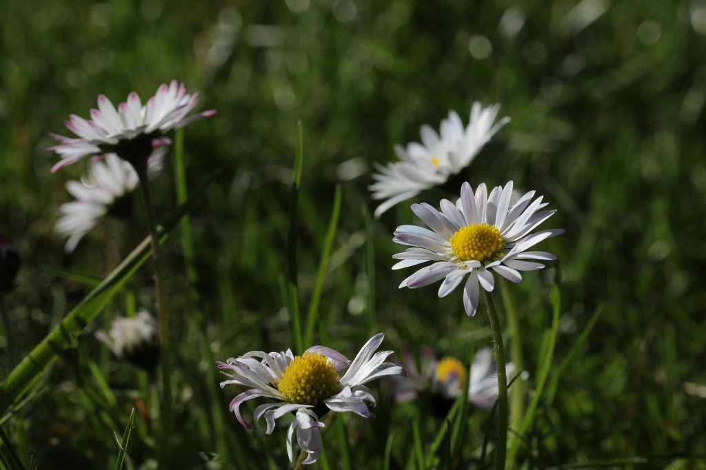 574B9470.JPG -  Bellis perennis  ( Gänseblümchen )