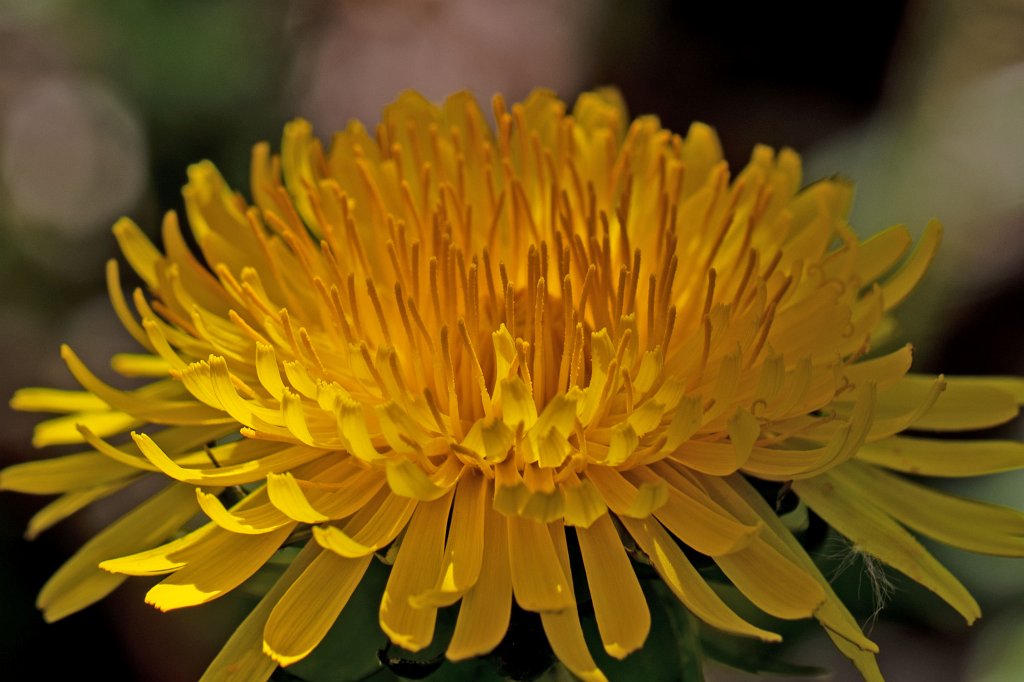 574B9476_c.jpg -  Dandelion  ( Löwenzahn )