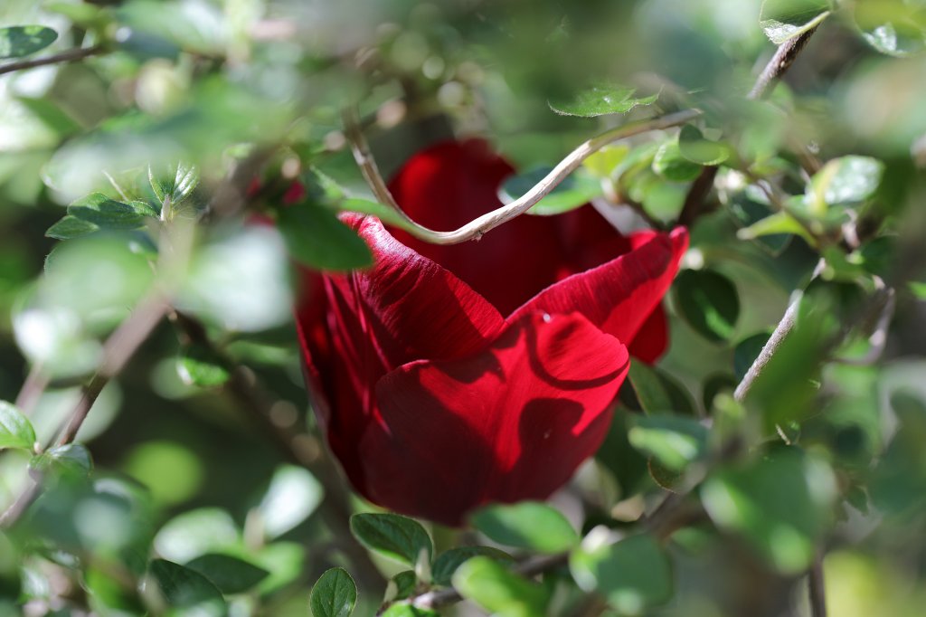 574B9484.JPG -  Tulip  ( Tulpe )