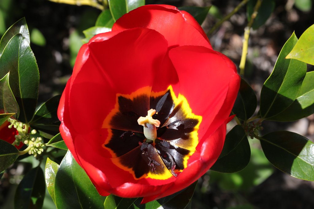574B9490.JPG -  Tulip  ( Tulpe )