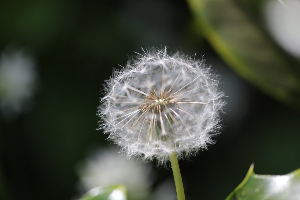 574B9665.JPG - Blowball