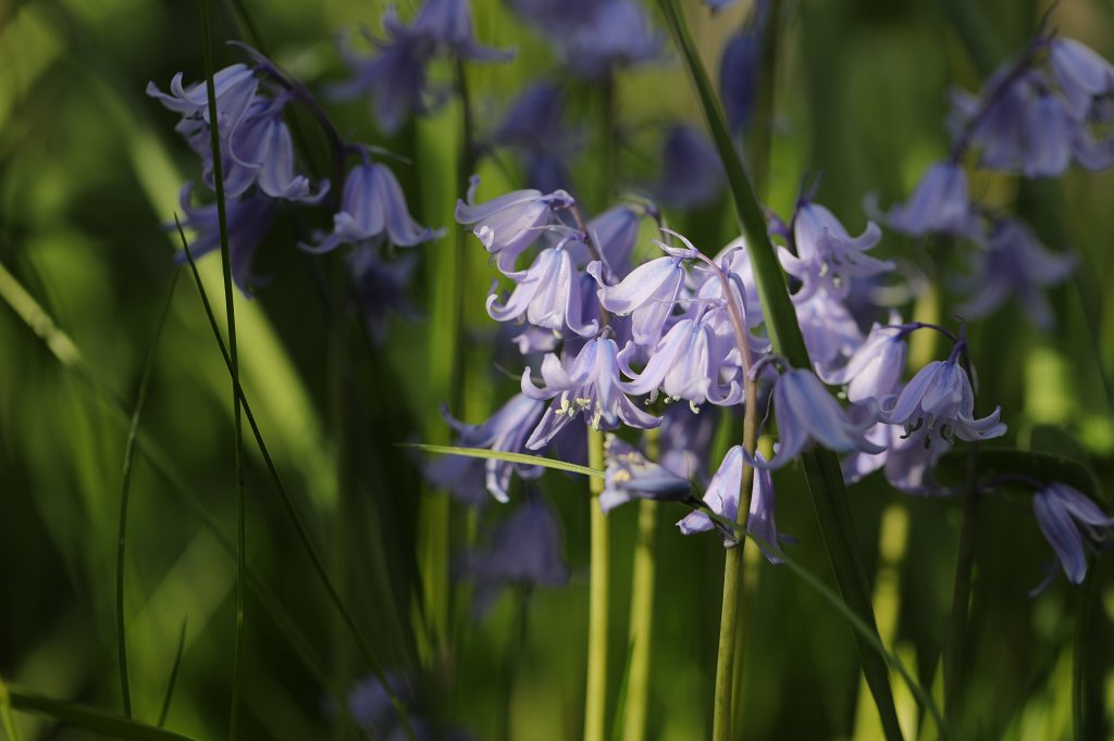 574B9691.JPG -  Scilla  ( Blaustern )
